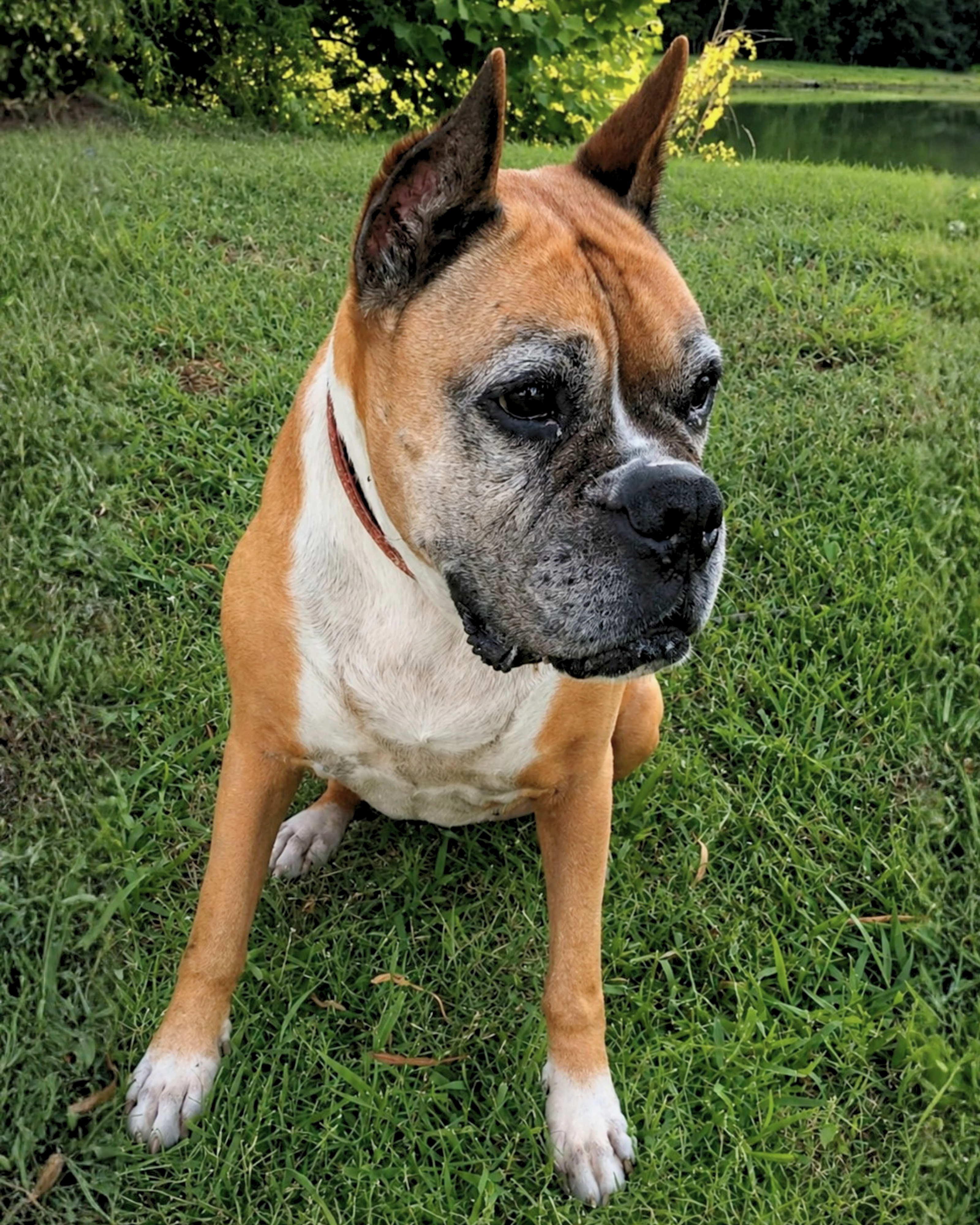 Daisy looking peacefully into the distance